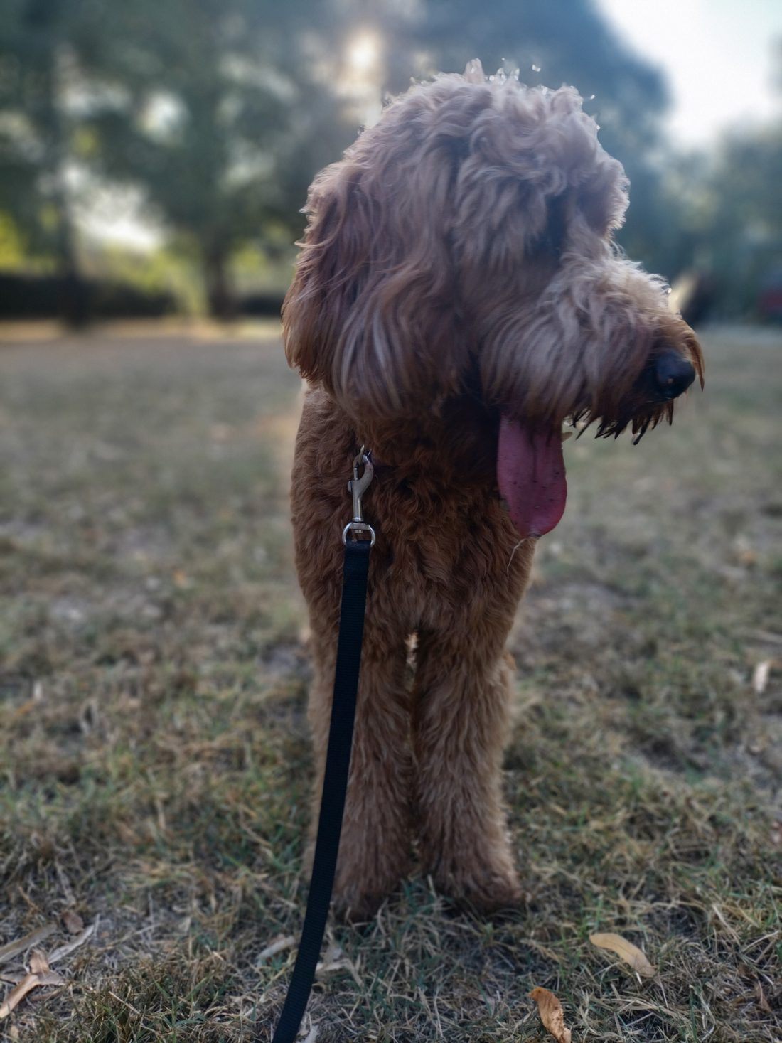 Un cane al guinzaglio su un prato, durante un passaggio