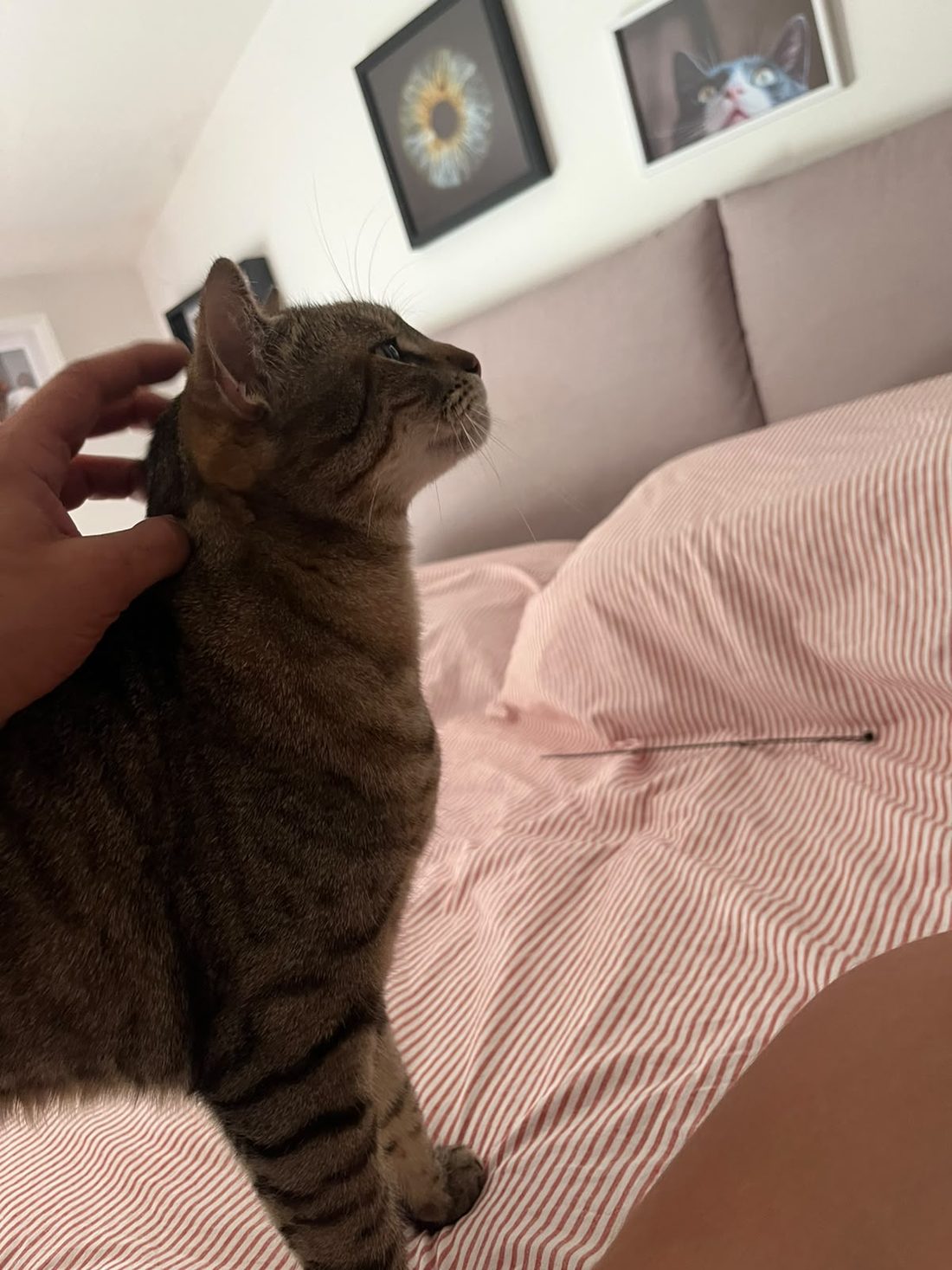 Una mano accarezza la testa di un gatto tigrato sul letto di casa