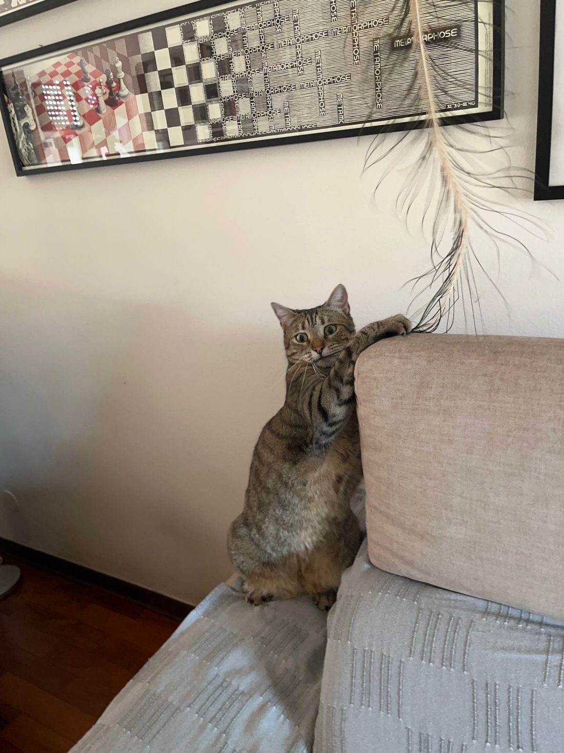 Un gatto segue con lo sguardo la piuma del kit, in piedi sul bracciolo del divano